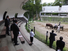 牛の角突きを見学