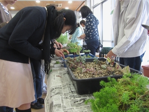 「ミニ寄せ植えを作ります」の画像2