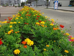 「黄色とオレンジ色のきれいな花を咲かせる予定です」の画像