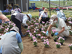 「花の植え付け（市民花壇）」の画像