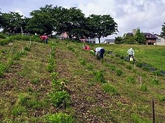 「アジサイに肥料をやりました」の画像