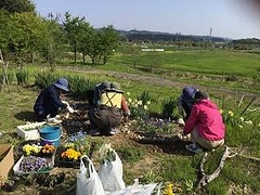 「草花の苗を植えました」の画像