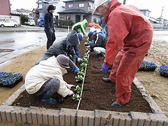 「花苗の配置を考えきれいに並べます」の画像