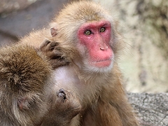 「悠久山小動物園」の画像