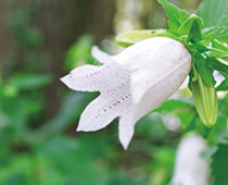 「町の花：ホタルブクロ」の画像