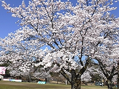 「悠久山公園」の画像2