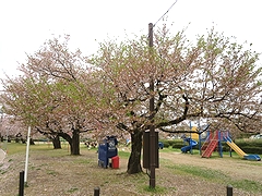 「河川緑地たちばな公園」の画像1