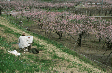 「左近の桃」の画像