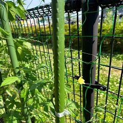 「ゴーヤの花」の画像