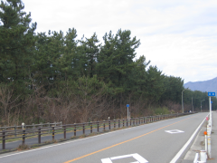 寺泊地域の海岸保安林（マツ）