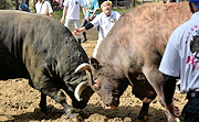 記事「勇壮に。牛の角突き初場所」の画像