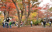 記事「ピークはこれから！屈指の紅葉スポットもみじ園」の画像