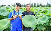 記事「大口れんこんの魅力をふるさと納税で！」の画像