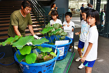 「観賞用の花蓮を飾り“涼”をお届け」の画像