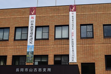 「アオーレ長岡と山古志支所に指定を祝う幕を掲げました」の画像