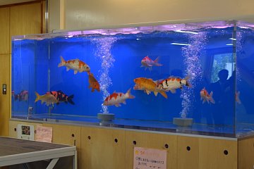 「子どもたちが玄関前の校内水槽に放流しました」の画像