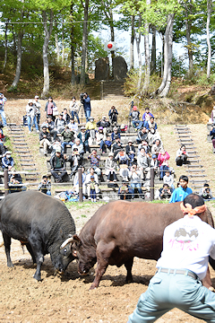 「平成最後の「牛の角突き」」の画像