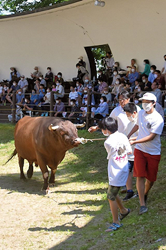 「子どもたちがオーナーとなった闘牛も初参戦」の画像