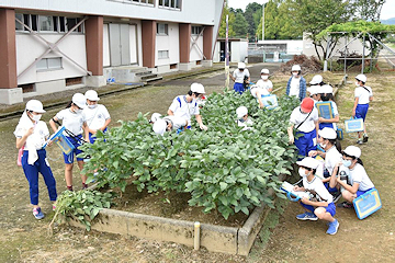 「校庭で栽培している越一寸と比較」の画像