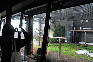 「新たなトキの公開は2年2カ月ぶり」の画像