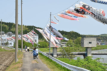 「岩田鯉のぼり」の画像2