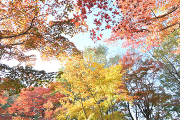 「もみじ園の紅葉が見頃です」の画像2