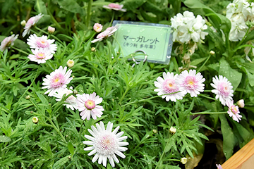 「色とりどりの花がお出迎え」の画像3