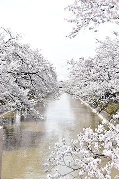 「福島江」の画像2