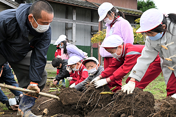 「里芋が姿を見せました」の画像1