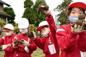 「里芋が姿を見せました」の画像3