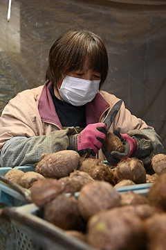 「久保農園さんの出荷作業」の画像2