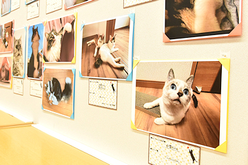 「うちのこねこのこ写真展」の画像