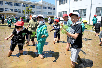 「テンポ良く植えていく子どもたち」の画像2