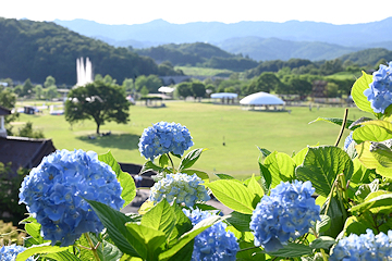 「あじさいまつり開催中」の画像