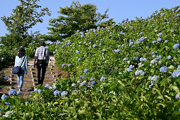 「梅雨空の下で色鮮やかに花を咲かせるあじさい」の画像