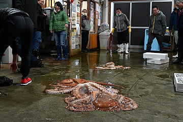 「約10種類の活きのいい魚が競り落とされました」の画像2