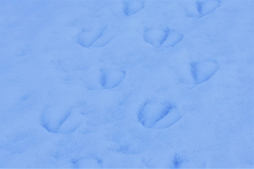 「春の訪れを感じさせてくれる光景」の画像2