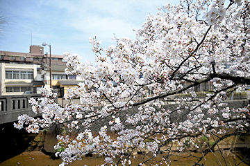 「柿川沿い」の画像1