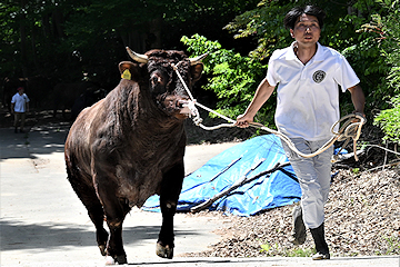 「次回は全国闘牛サミットの記念大会」の画像1